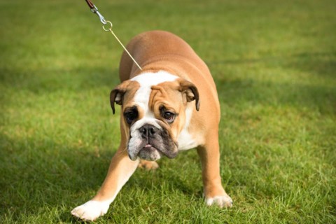 Dog Show. Rybnik