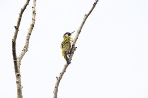 European green woodpecker