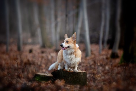 A Welsh Corgi Pembroke dog stands on a pin in the middle of the forest. In the forest