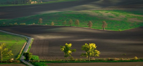 Road running along the famous Oak Avenue in the Moravian fields. Czech Republic