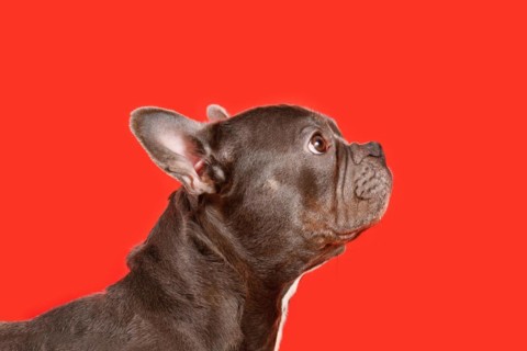 Healthy brachycephalic black French Bulldog dog with long nose on red background