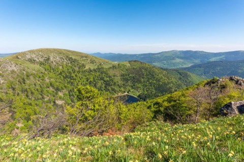 Daffodils on the peaks of the Vosges above the Val Muestair in spring. Alsace