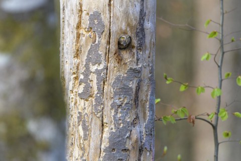 Pygmy Owl