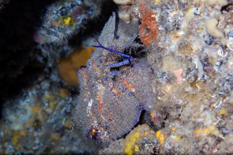 Mediterranean slipper lobster