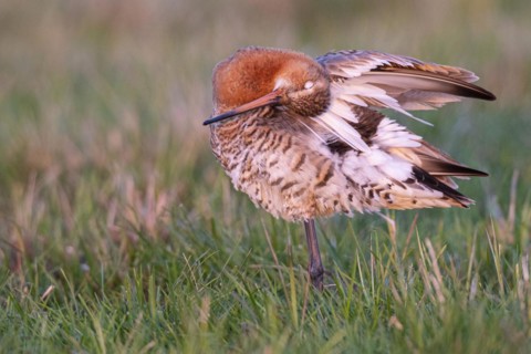 Black-tailed Godwit