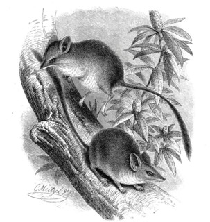 Kultarr