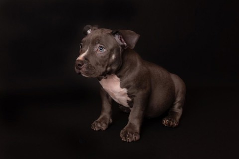Puppy American Pit Bull Terrier sit on black background in studio