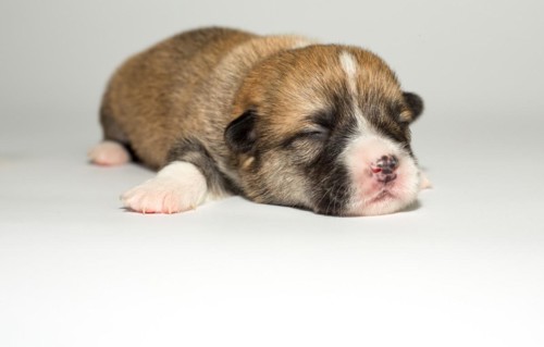 Ten days old puppies of the Welsh Corgi Pembroke