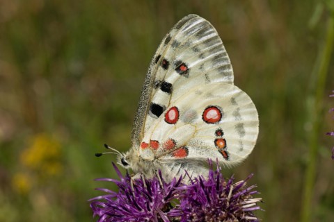 Apollo butterfly with closed wings sitting on purple flower sucking left looking