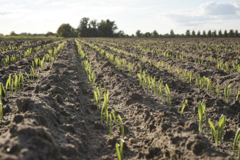 Young grain growing in rows in a field. Germany