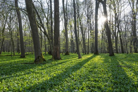 Deciduous forest and leaves of ramsons