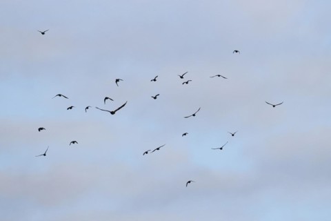 Hooded Crow