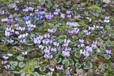 Eastern cyclamen