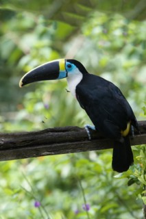White-throated toucan