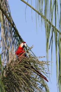 Scarlet Macaw