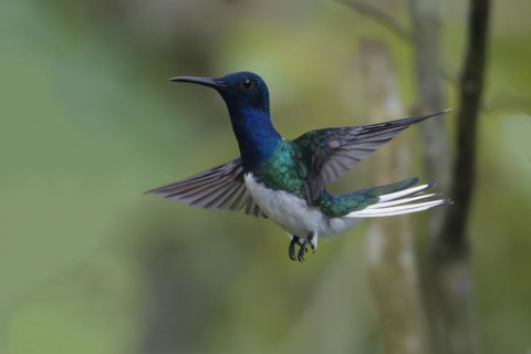 Male White necked Jacobin