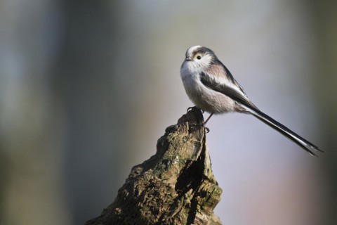 Long-tailed tit