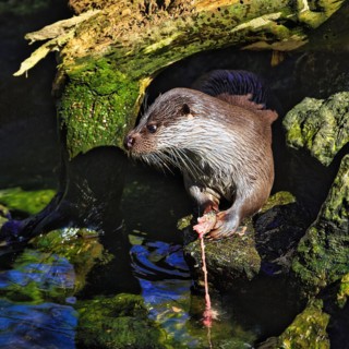 European otter