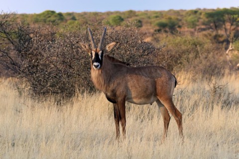 Roan antelope