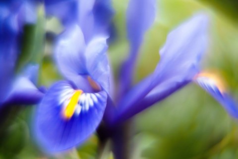 Moraea sisyrinchium