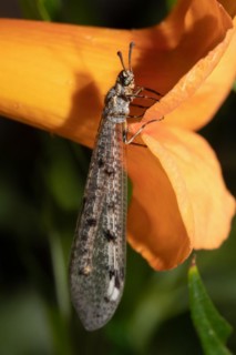 Adult Antlion with closed wings hanging from orange flower seen on right side