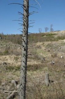 The picture shows a deforested area in the Sauerland. You can see tree stumps. In the foreground is a dead spruce