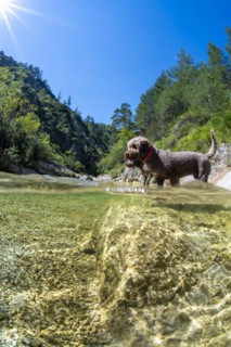 Lagotto Romagnolo outdoor