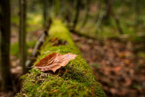 A leaf lying on a mossy tree on a trail in the Slovak Paradise National Park. Slovakia