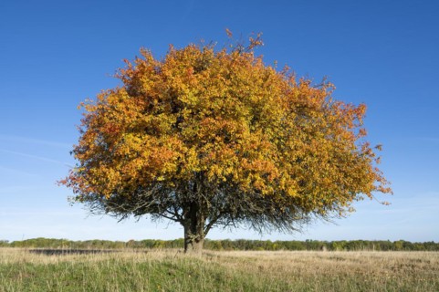 European pear