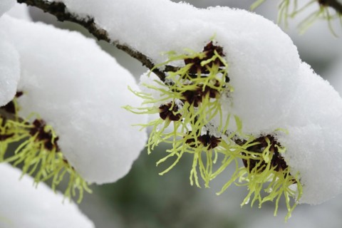 Witch-hazel