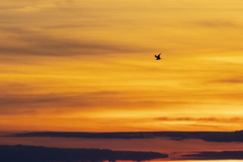 Common gull