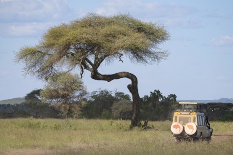 Umbrella thorn acacia