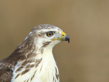 Common steppe buzzard