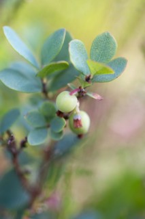 Bog bilberry