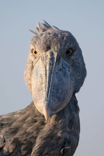 Shoebill