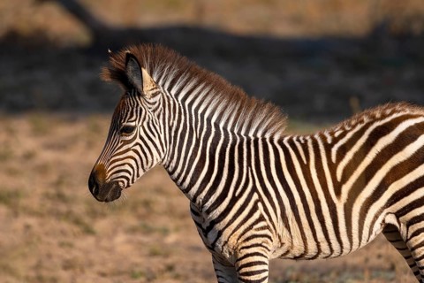 Plains Zebra of the subspecies crawshay's zebra