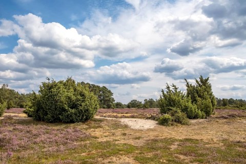 Buurserzand Nature Reserve