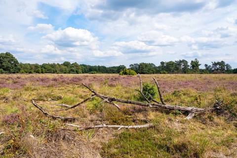 Buurserzand Nature Reserve