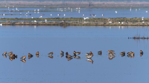Black-tailed Godwit