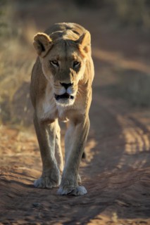 Lion