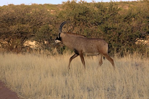 Roan antelope