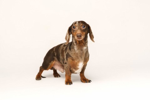 Miniature rabbit dachshund