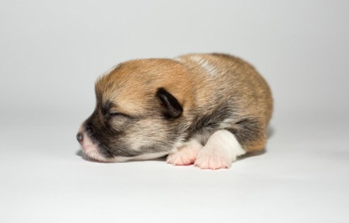 Ten days old puppies of the Welsh Corgi Pembroke