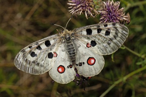 Apollo butterfly with open wings sitting on purple flower from behind
