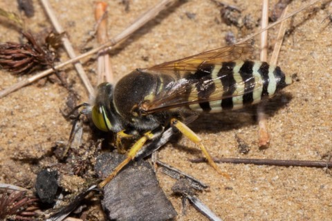 Beaked gyro wasp sitting on sandy ground left sighted