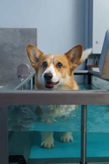 Dog rehabilitation on a water treadmill. animal health