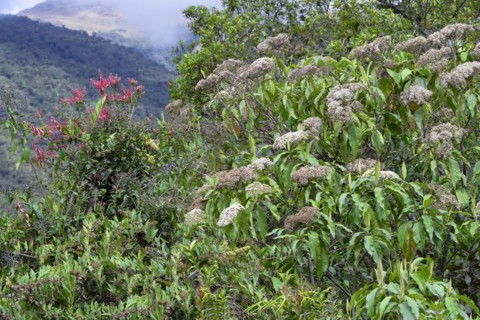 Vegetation in the Tropical Cloud Forest