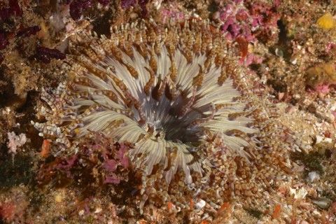 Beaded anemone