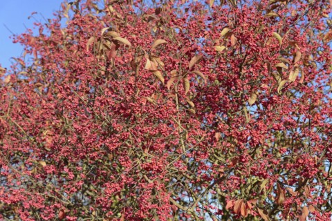 European spindle