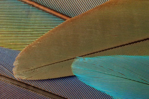 Parrot feathers in blue